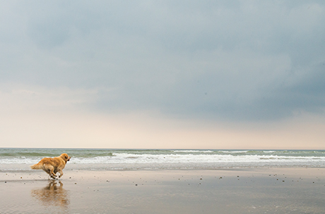 ペットをよりよく送るための方法