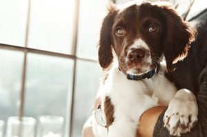 ペットの納骨や埋葬の仕方を徹底解説