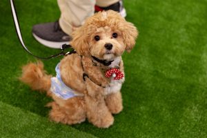 人を見つめる犬
