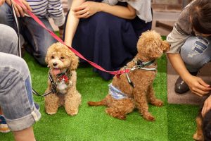 二匹の犬