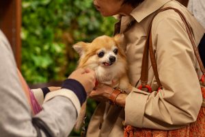 抱かれるチワワ
