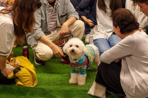 保護犬譲渡会の様子
