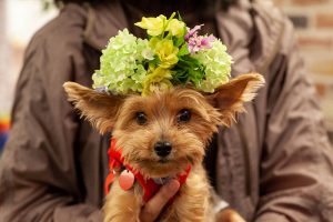花と保護犬