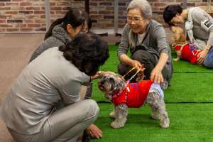 保護犬譲渡会の様子