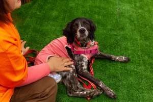 リラックスする犬