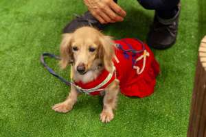 ダックスフント