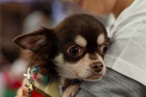 犬のつぶらな瞳