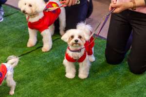 お揃いの服を着ている犬たち