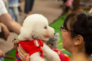 人を見つめる犬