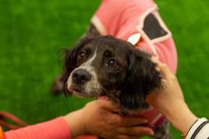 犬との触れ合い