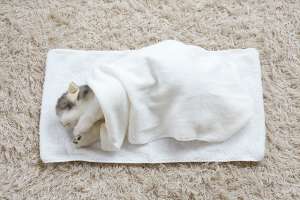 愛するペットが亡くなった直後に、何をしたらいい？