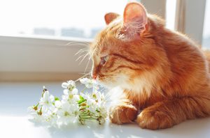 ペットのお悔みに最適な花や供物について