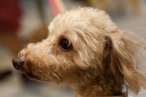 犬の純粋な眼差し