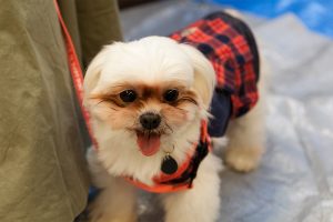 元気な犬