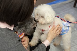 犬との触れ合い