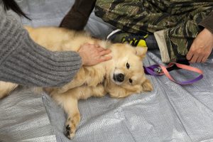 寝転がる犬