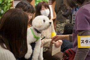 人を見つめる犬
