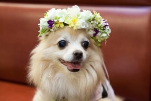 保護犬と人をつなぐ里親会