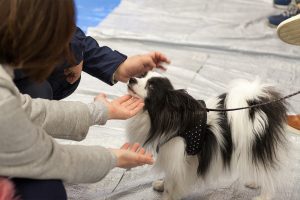 犬とのコミュニケーション