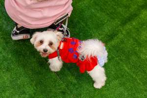 楽しそうな犬
