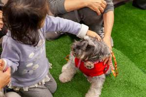 子供と保護犬