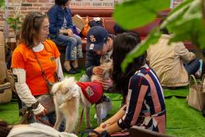 犬と人のコミュニケーション